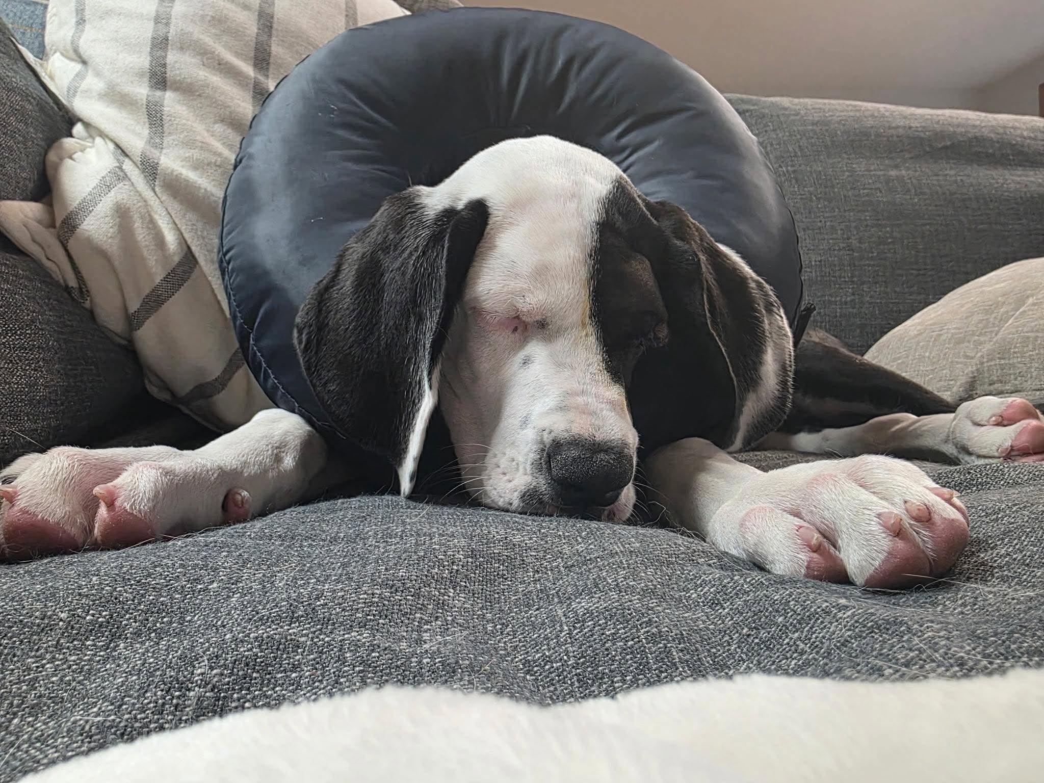 Lucy, Adoptable, Puppy Female Saint Bernard & Great Dane.