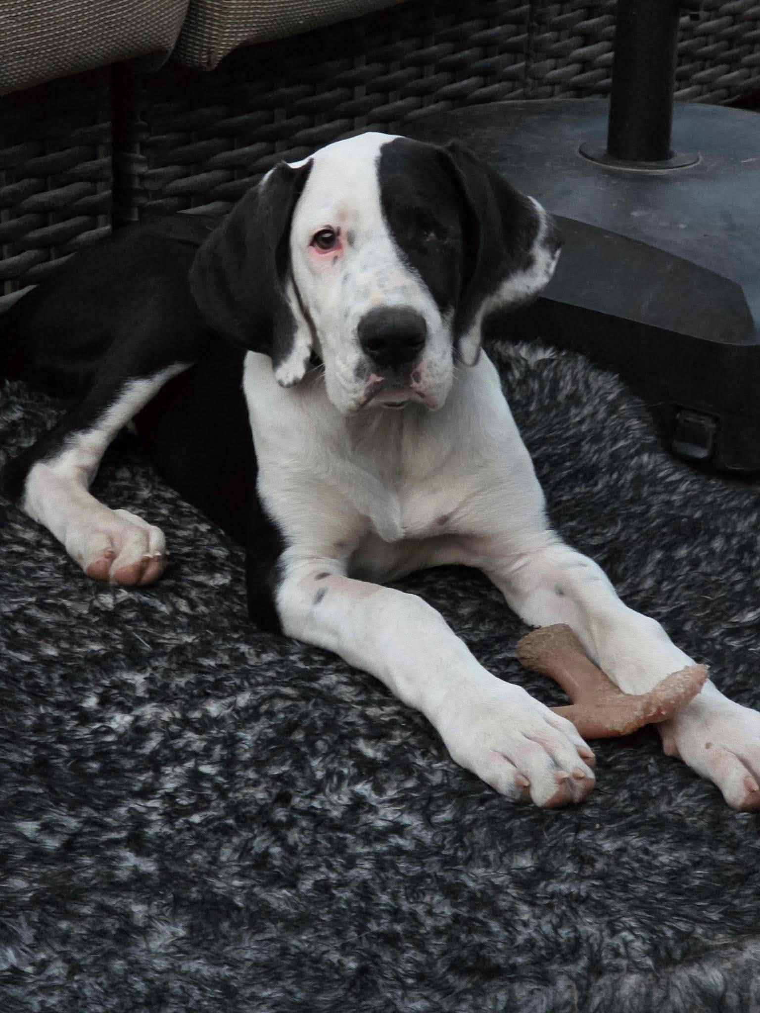 Enlarge Lucy, a Adoptable mixed breed in LEWISTON, ID image 2/5