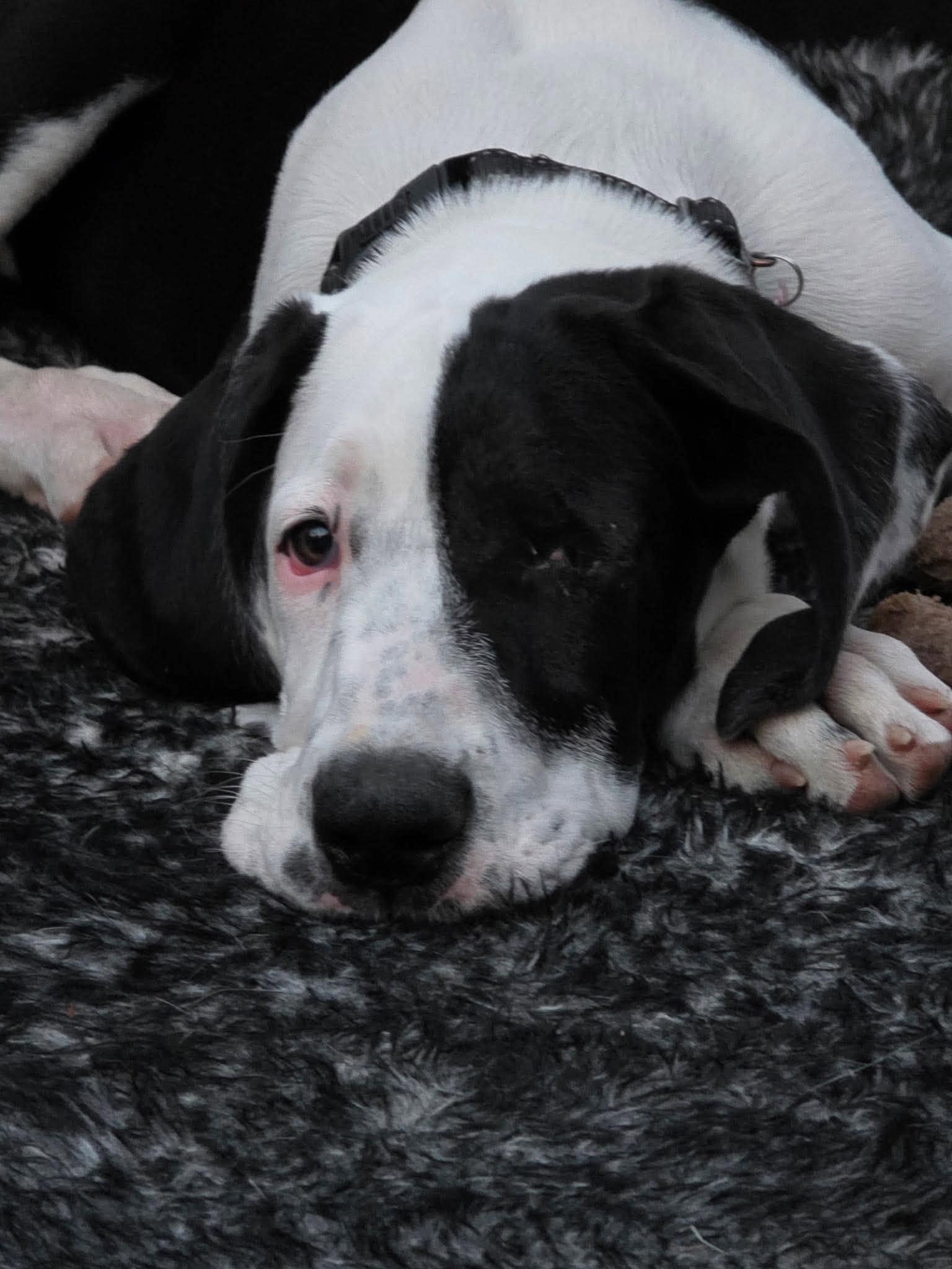 Enlarge Lucy, a Adoptable mixed breed in LEWISTON, ID image 3/5