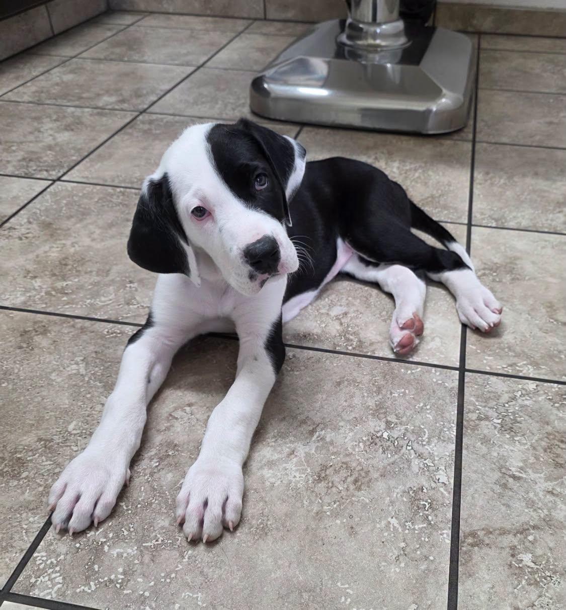 Enlarge Lucy, a Adoptable mixed breed in LEWISTON, ID image 5/5