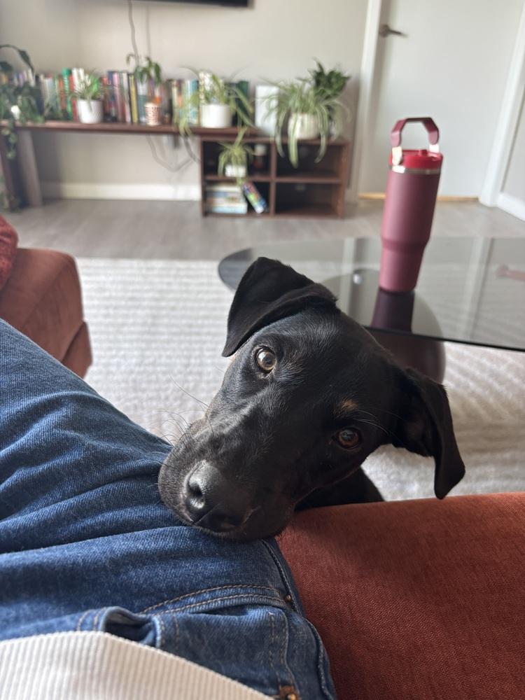 Enlarge Pablo, a Adoptable mixed breed in Denver, CO image 2/6