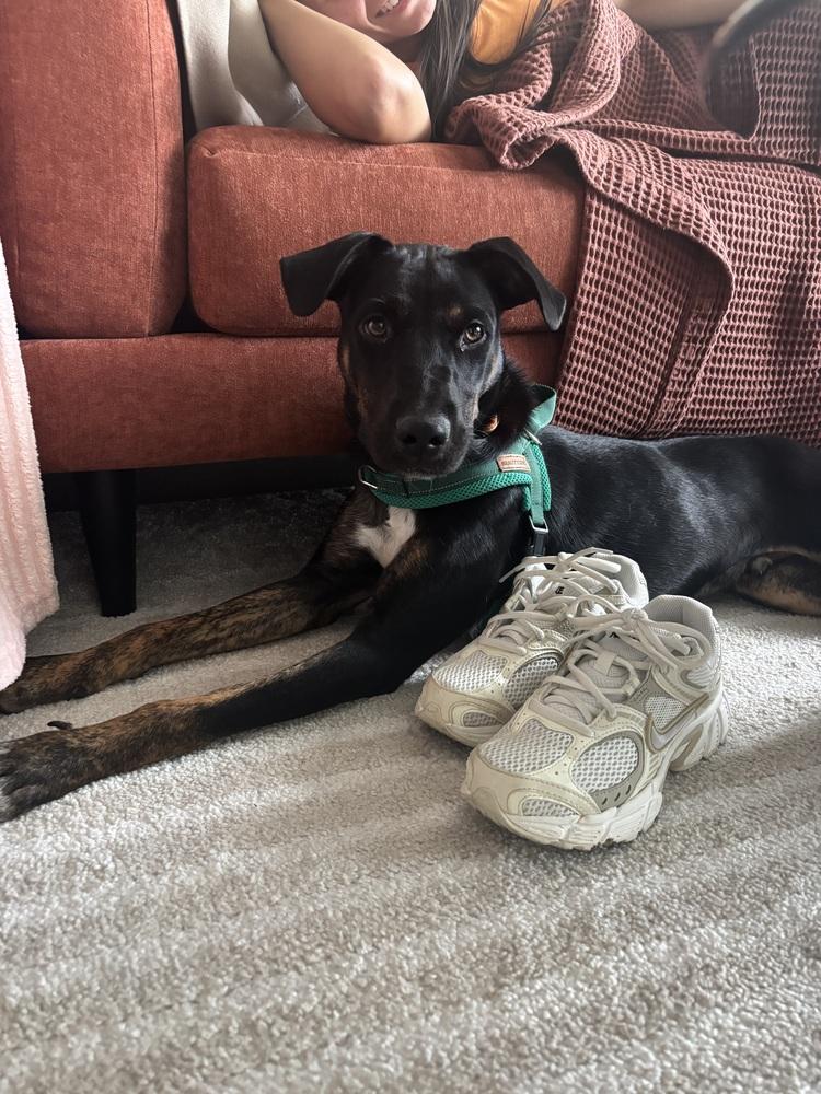 Enlarge Pablo, a Adoptable mixed breed in Denver, CO image 3/6