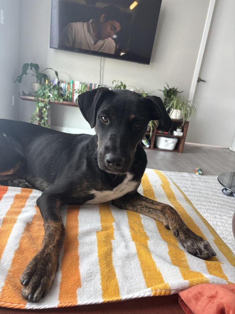 Enlarge Pablo, a Adoptable mixed breed in Denver, CO image 4/6