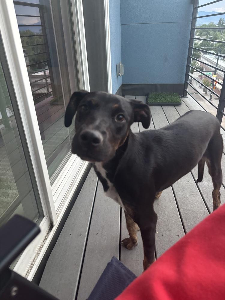 Enlarge Pablo, a Adoptable mixed breed in Denver, CO image 5/6