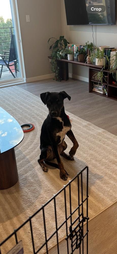 Enlarge Pablo, a Adoptable mixed breed in Denver, CO image 6/6