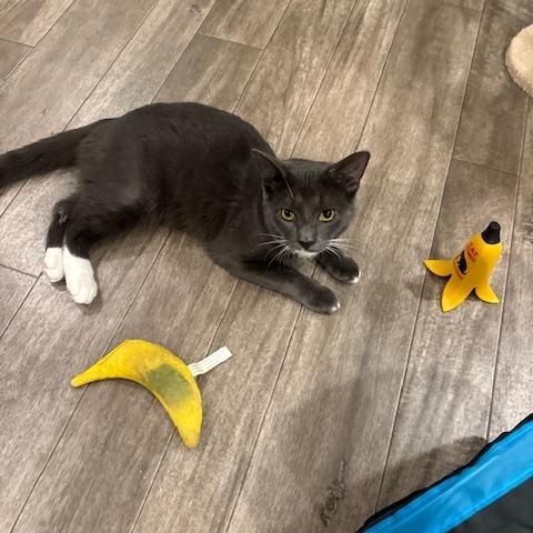 Cash, a Adoptable Domestic Short Hair in Rochester, MA image 2/2