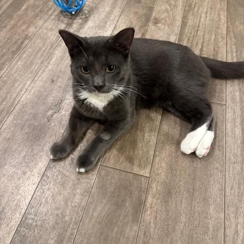 Cash, a Adoptable Domestic Short Hair in Rochester, MA image 1/2