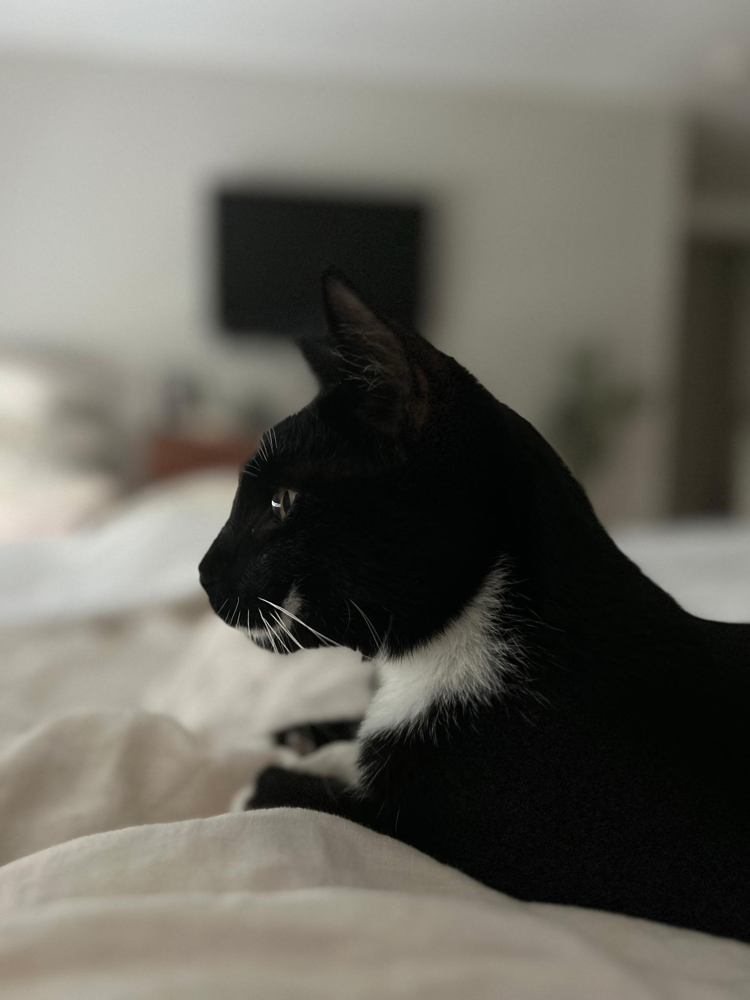 Enlarge Milo, a Adoptable Domestic Short Hair in Wheeling, IL image 4/5