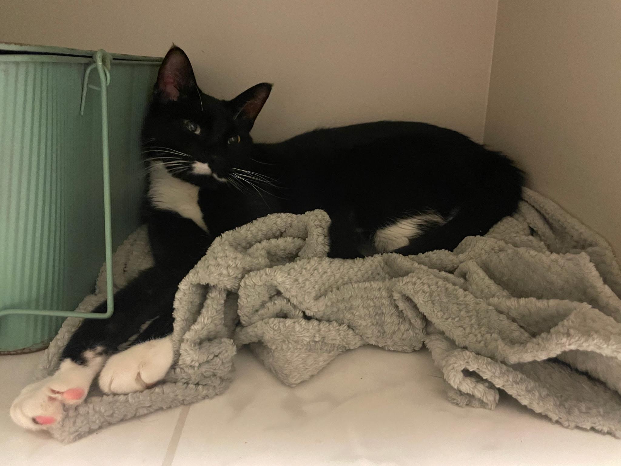 Enlarge Milo, a Adoptable Domestic Short Hair in Wheeling, IL image 2/5