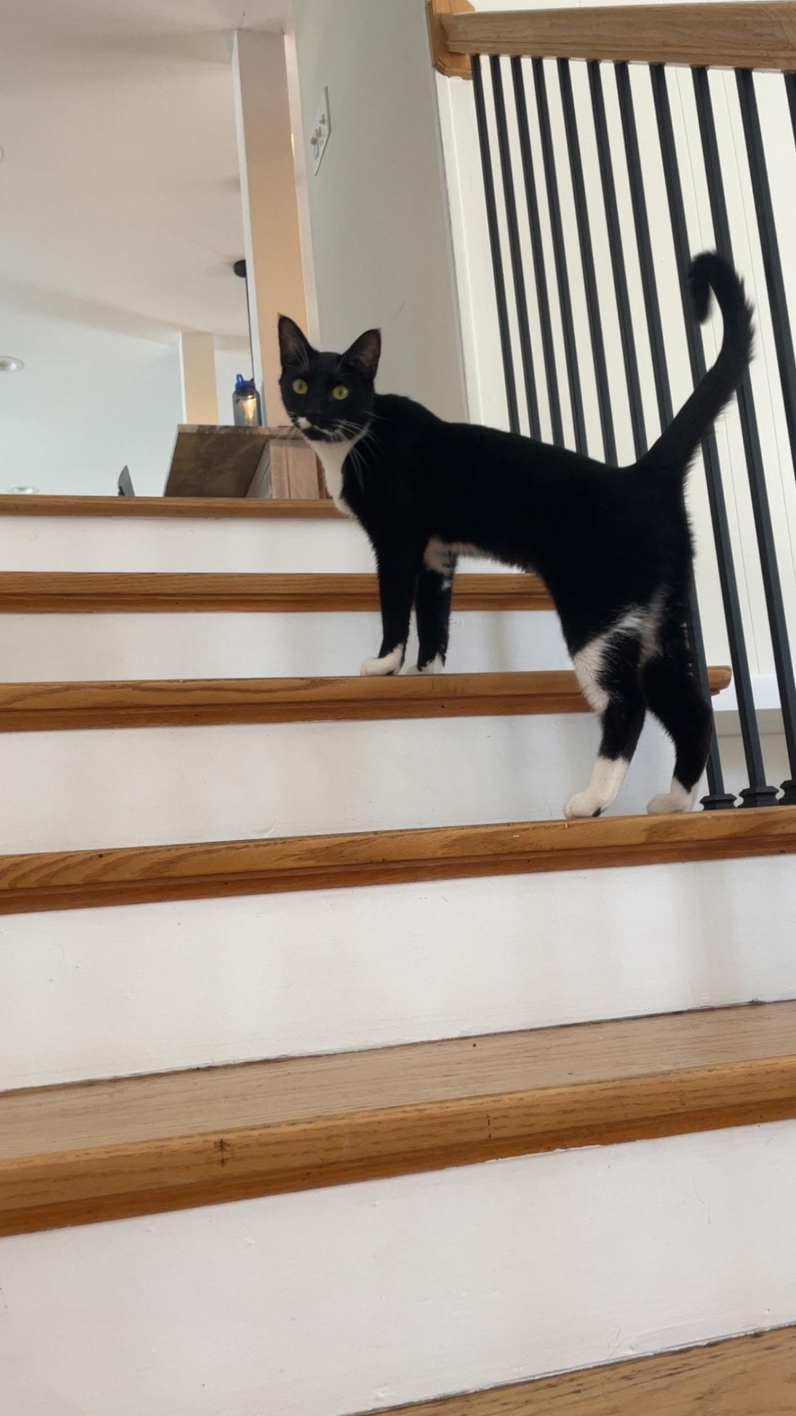 Enlarge Milo, a Adoptable Domestic Short Hair in Wheeling, IL image 3/5