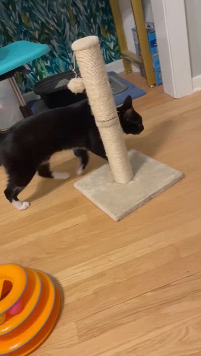 Enlarge Milo, a Adoptable Domestic Short Hair in Wheeling, IL video 5/5