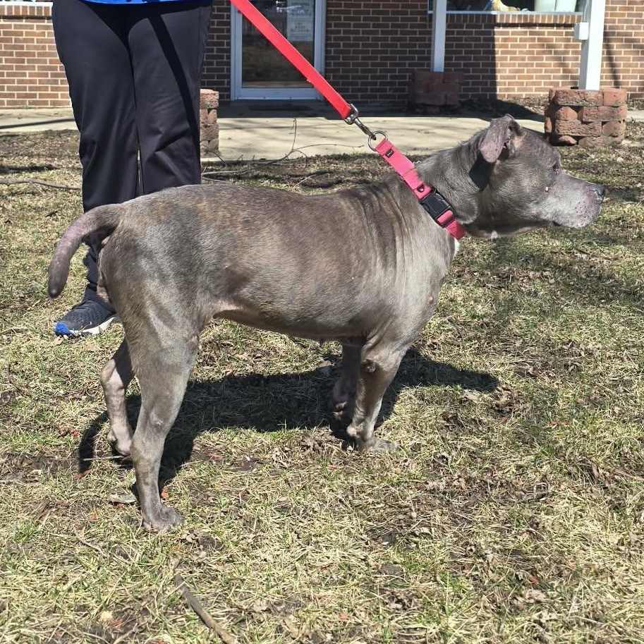 Enlarge Betty, a ADOPTABLE Pit Bull Terrier in Waterloo, IA image 6/6
