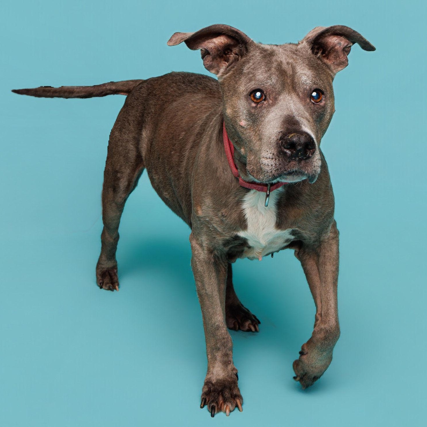 Enlarge Betty, a ADOPTABLE Pit Bull Terrier in Waterloo, IA image 2/6