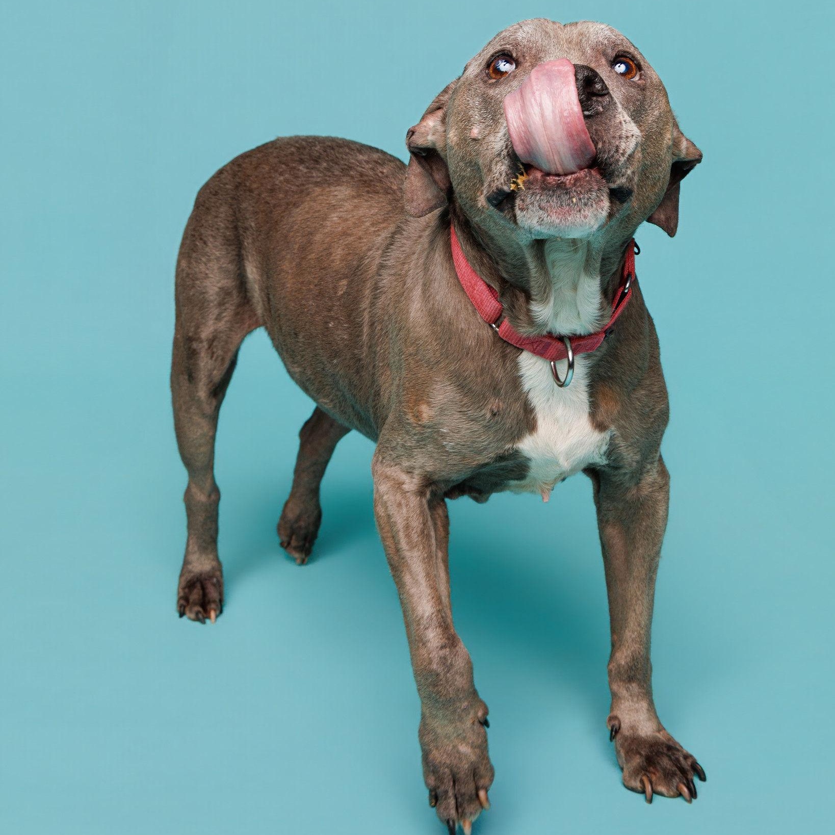Enlarge Betty, a ADOPTABLE Pit Bull Terrier in Waterloo, IA image 3/6