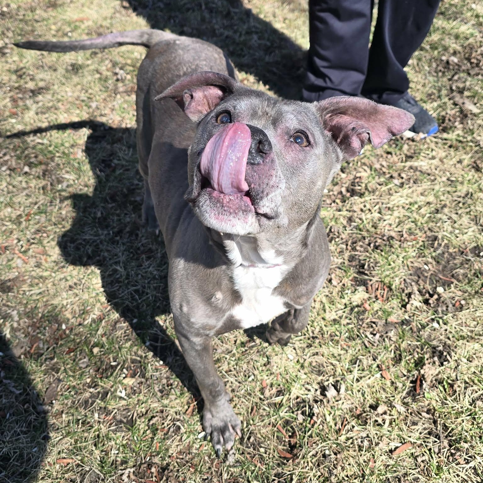 Enlarge Betty, a ADOPTABLE Pit Bull Terrier in Waterloo, IA image 5/6