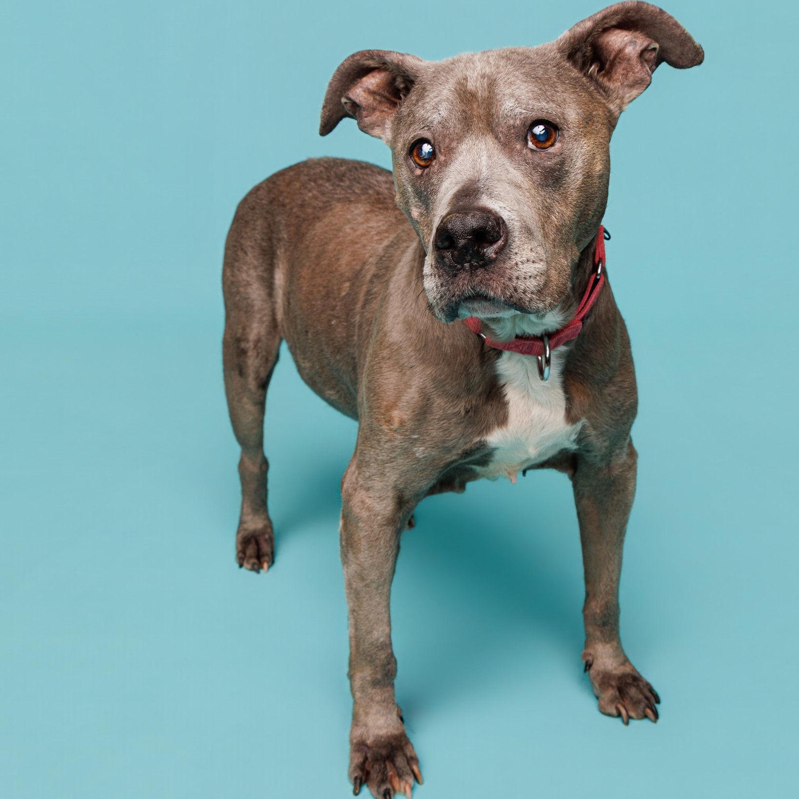Enlarge Betty, a ADOPTABLE Pit Bull Terrier in Waterloo, IA image 1/6