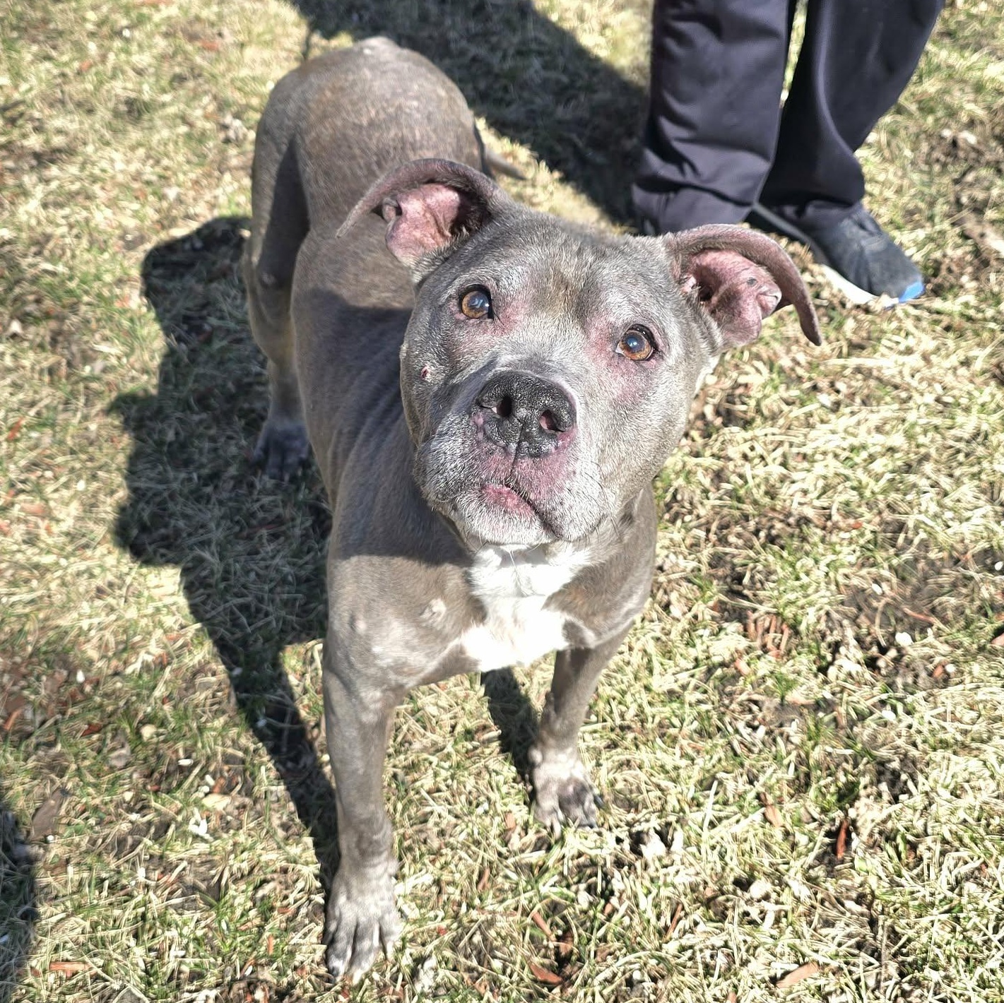 Enlarge Betty, a ADOPTABLE Pit Bull Terrier in Waterloo, IA image 4/6