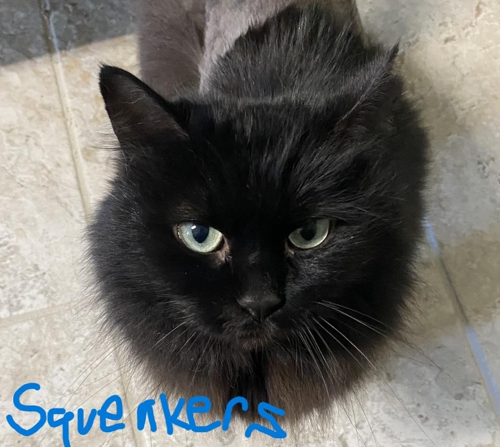 Squeakers, Adopted, Senior Female Domestic Long Hair.