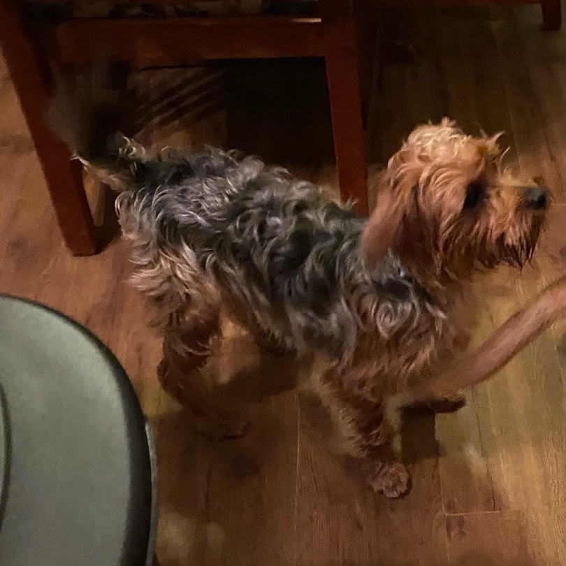 Oliver, Adopted, Young Male Silky Terrier.