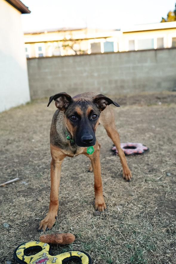Enlarge Holes pup: Squid, a Adoptable mixed breed in San Diego, CA image 1/3