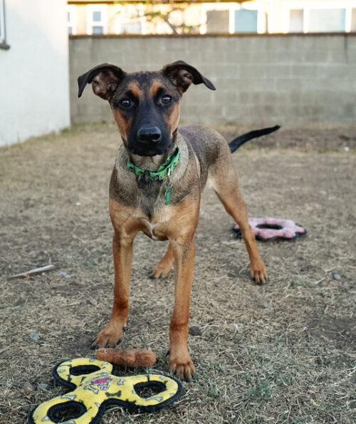 Enlarge Holes pup: Squid, a Adoptable mixed breed in San Diego, CA image 2/3
