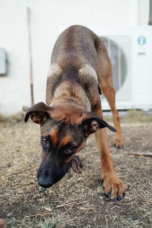 Enlarge Holes pup: Squid, a Adoptable mixed breed in San Diego, CA image 3/3