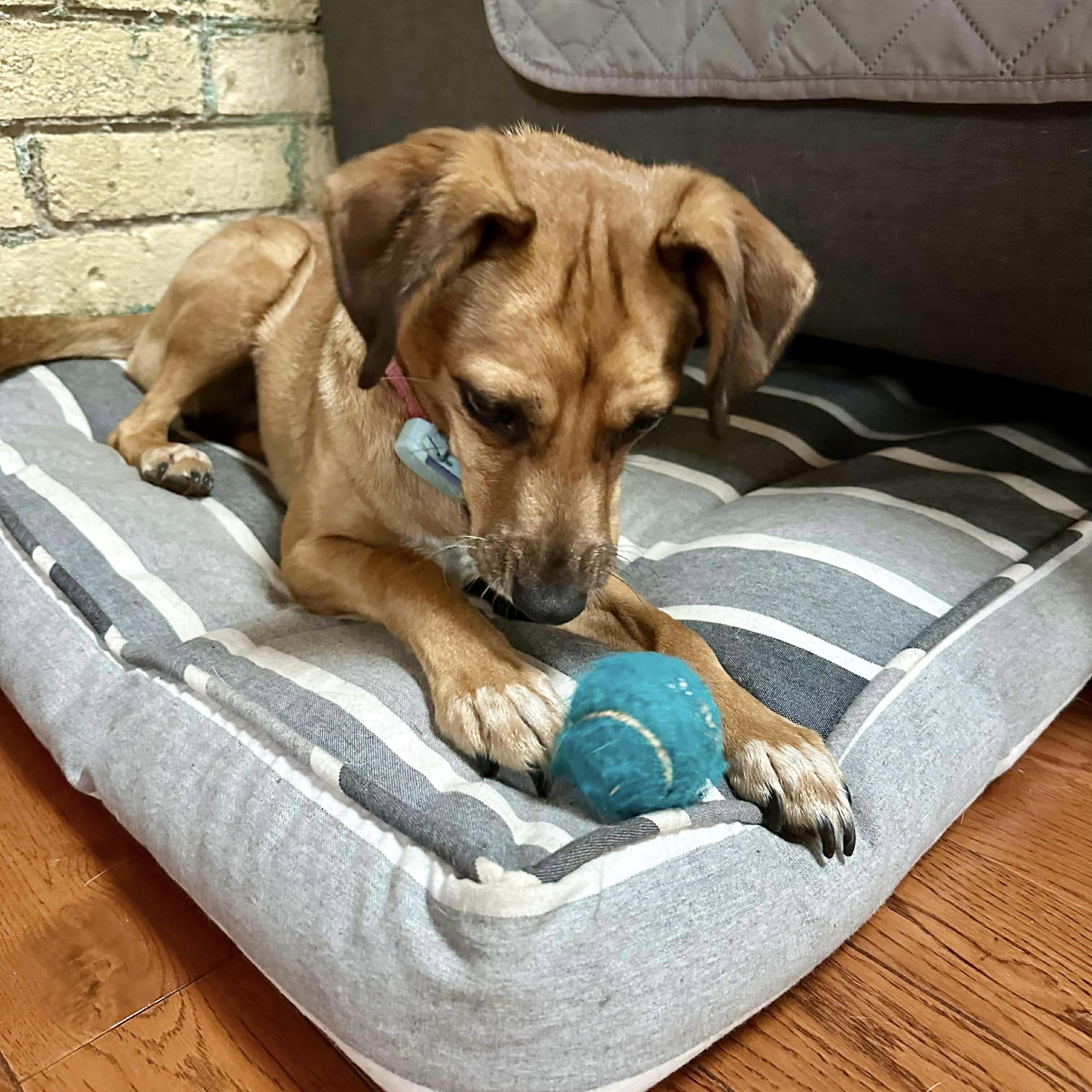 Tomasa, a Adoptable mixed breed in Kitchener, ON image 5/6