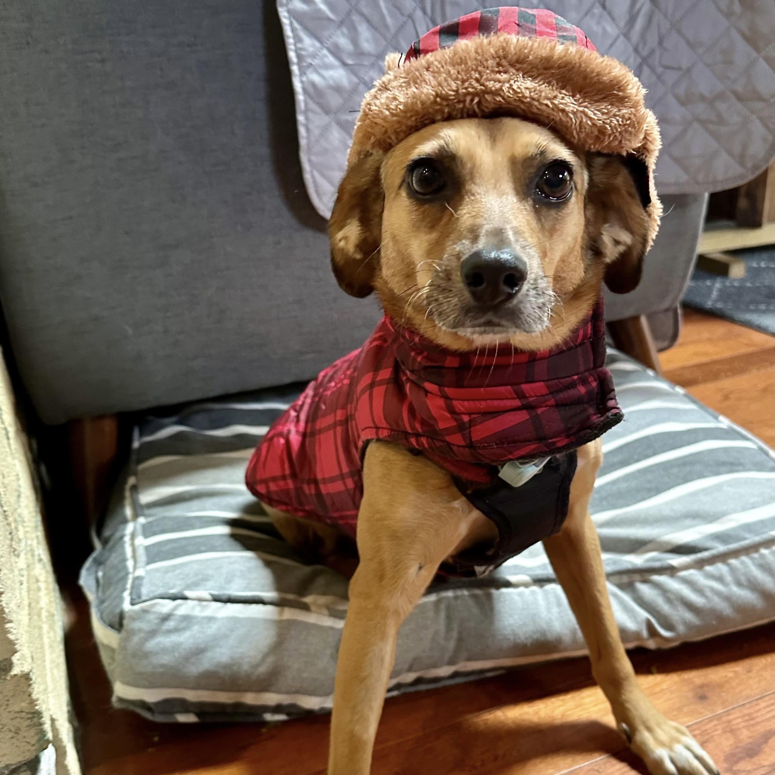 Tomasa, a Adoptable mixed breed in Kitchener, ON image 4/6