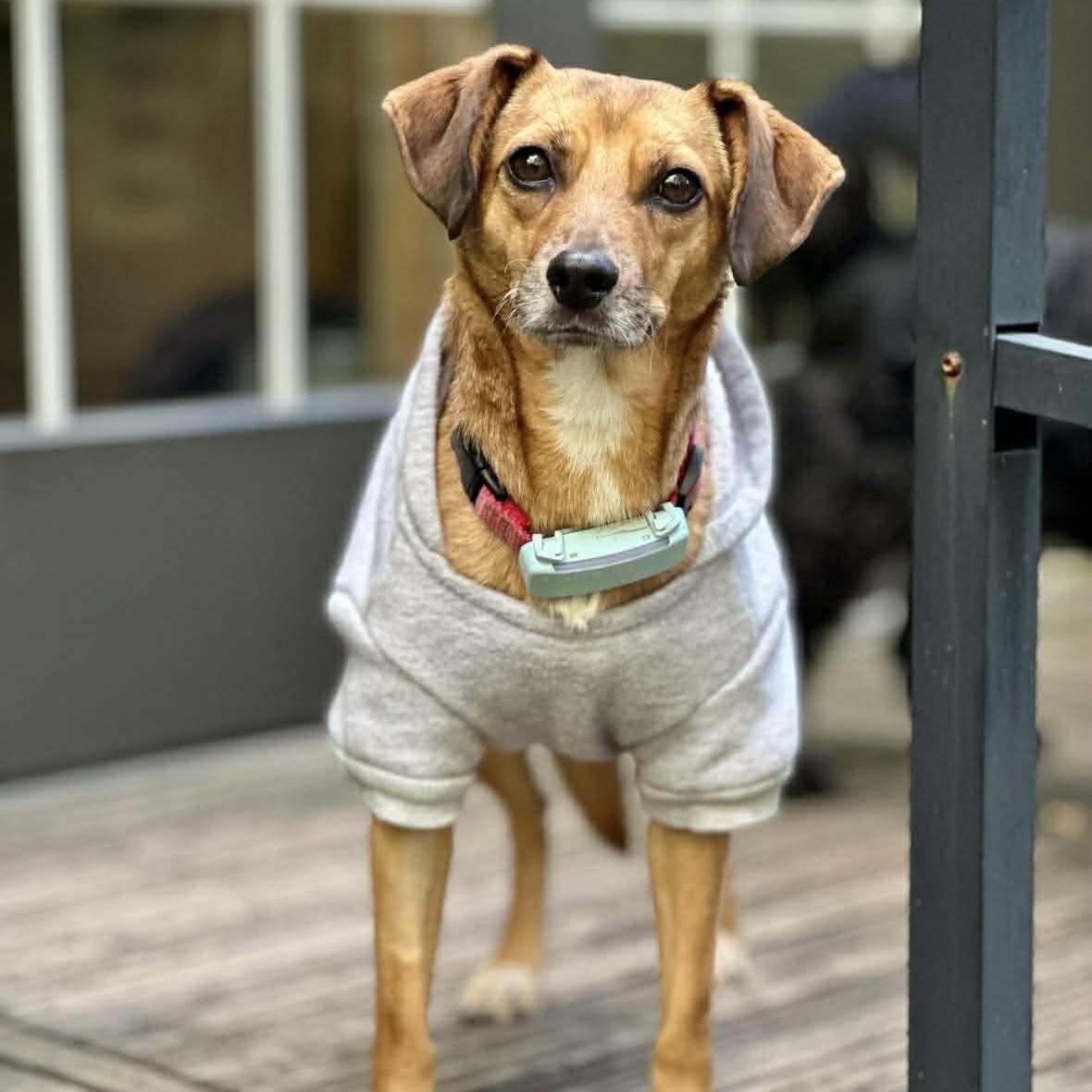 Tomasa, a Adoptable mixed breed in Kitchener, ON image 3/6