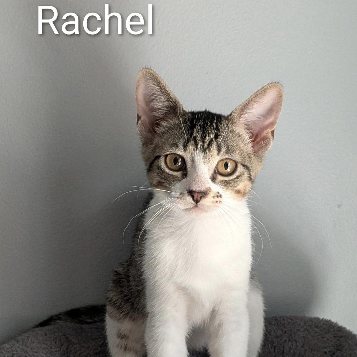 Rachel, Adoptable, Kitten Female Domestic Short Hair.
