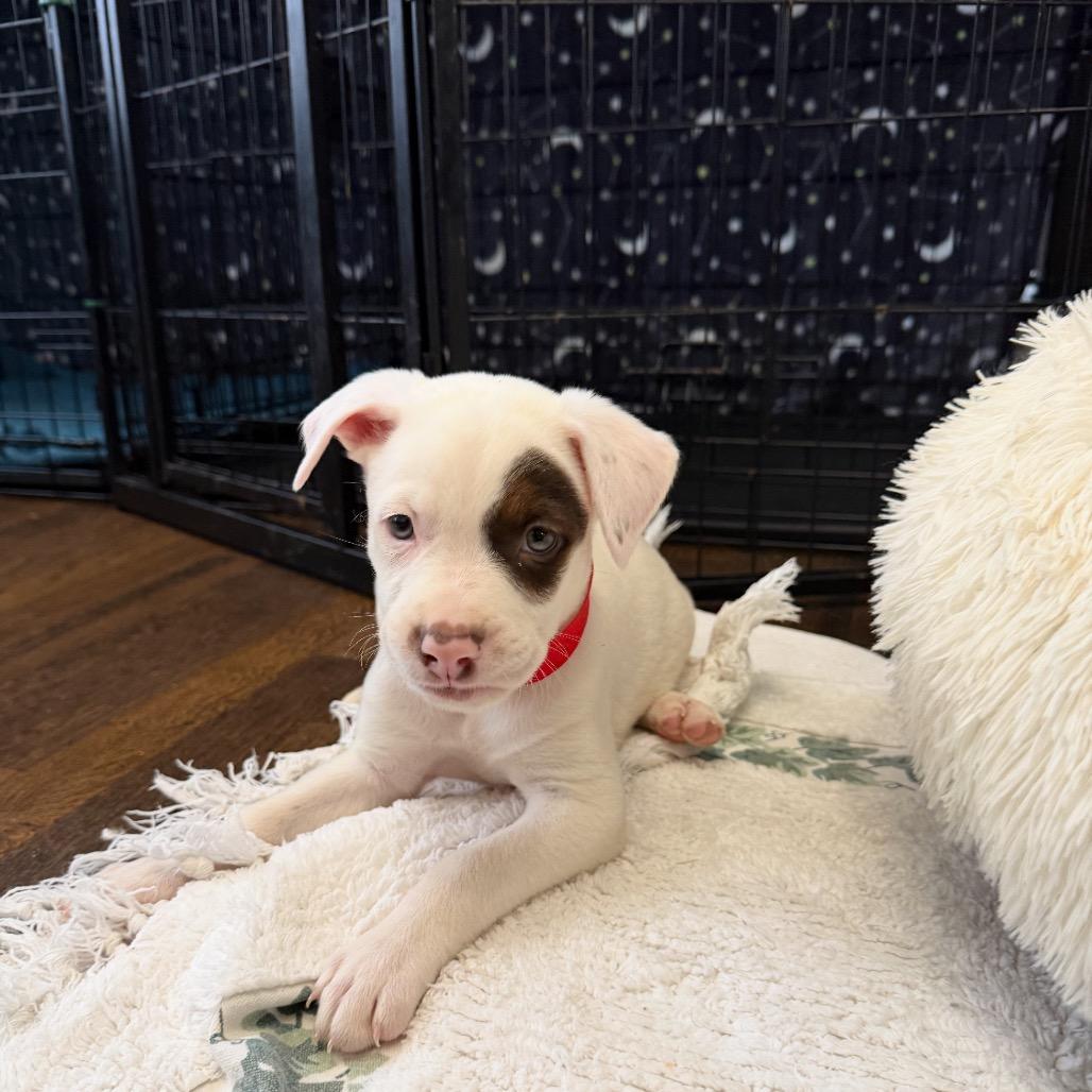 Enlarge Target, a Adoptable Mixed Breed in Joliet, IL image 1/1