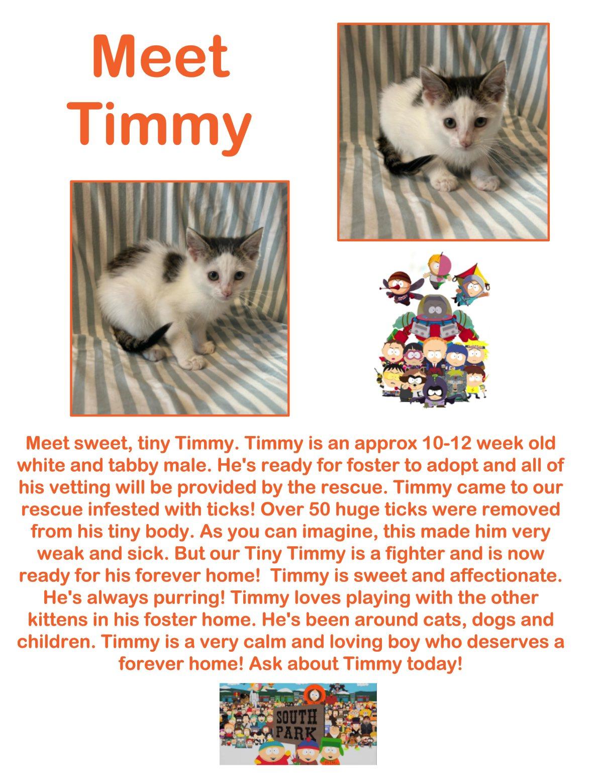 Timmy, an adoptable Domestic Short Hair in Clovis, NM, 88101 | Photo Image 1