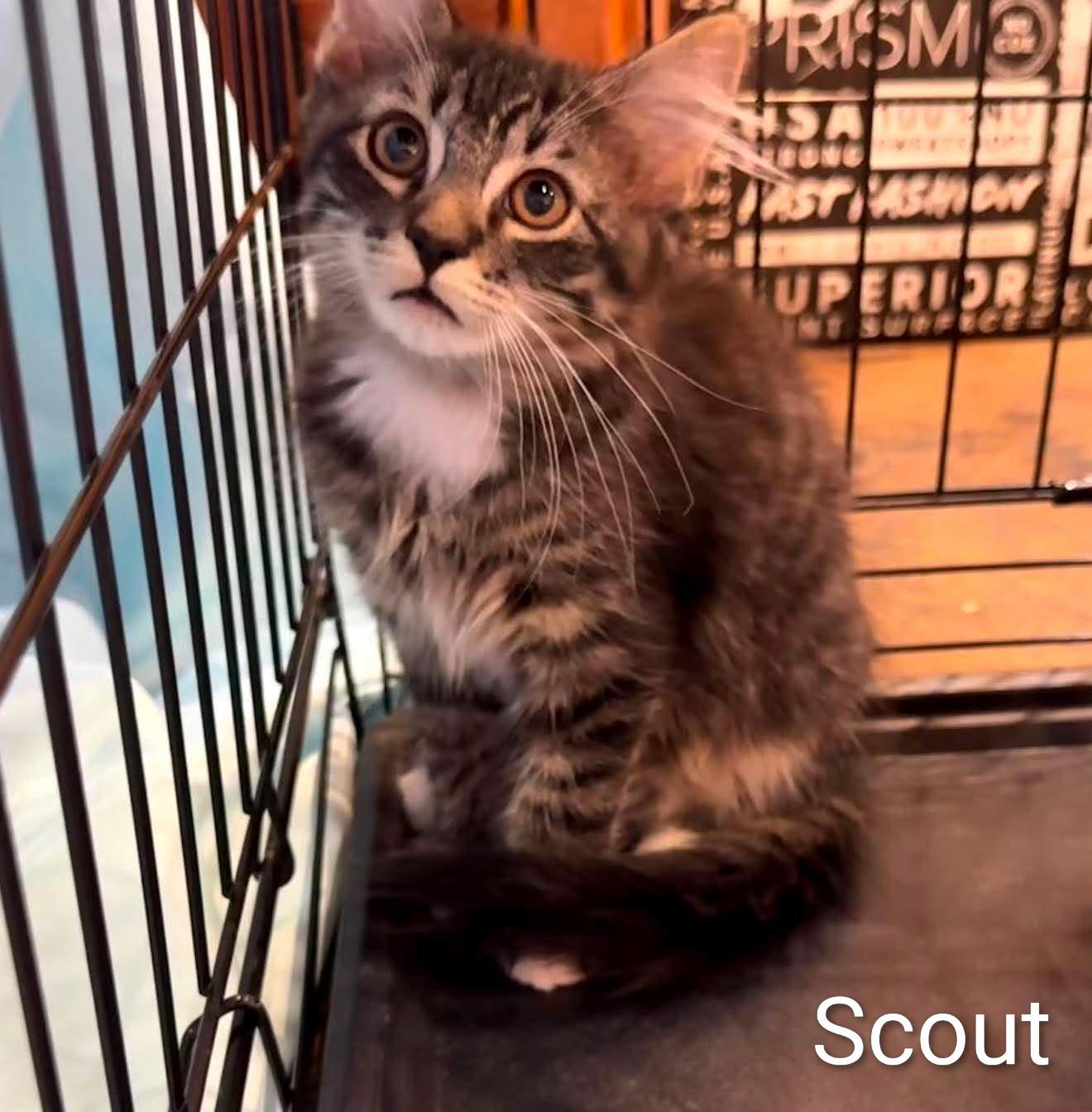 Enlarge Scout, a Adoptable Domestic Short Hair in Roxboro, NC image 2/3