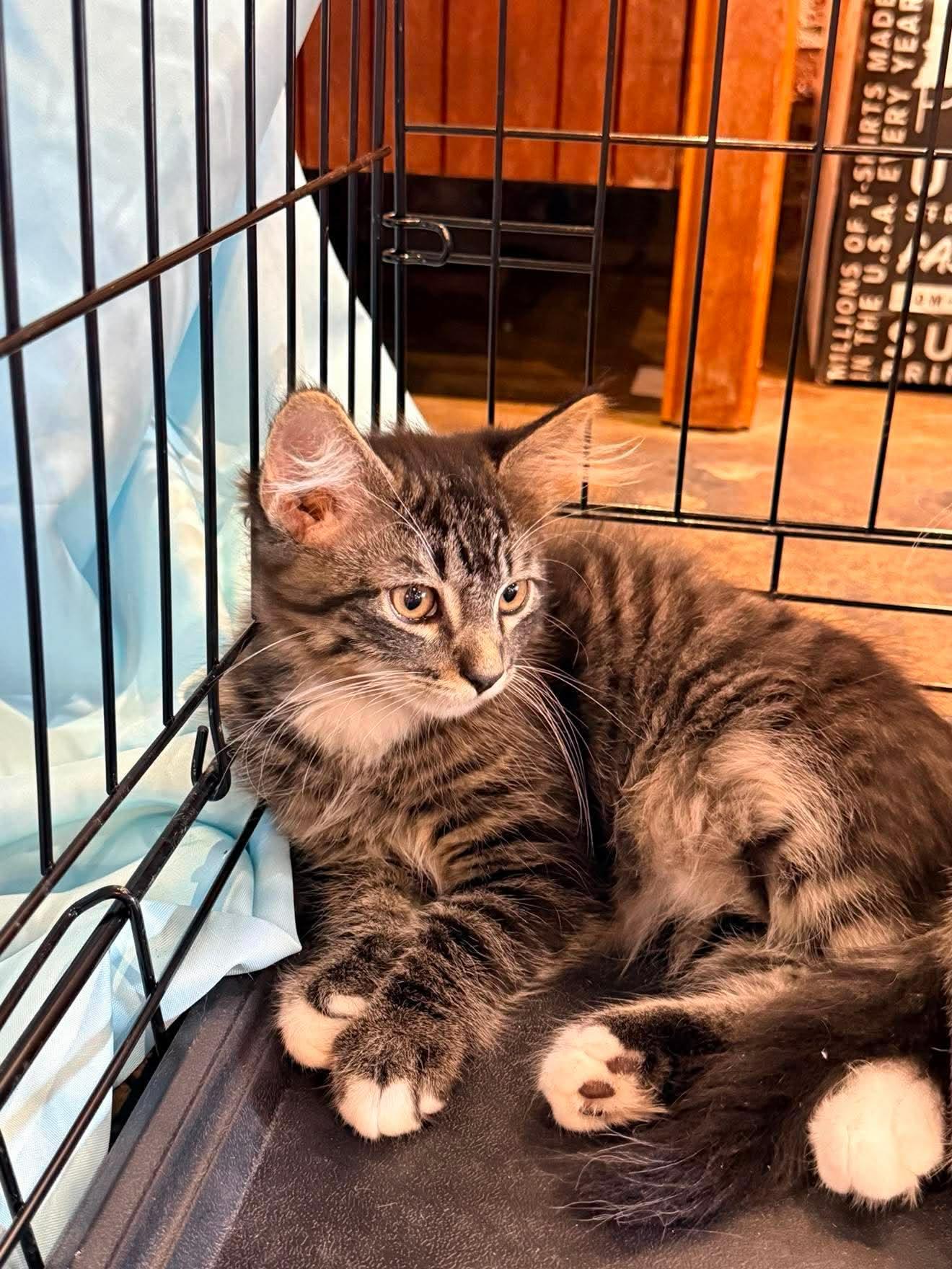 Enlarge Scout, a Adoptable Domestic Short Hair in Roxboro, NC image 3/3