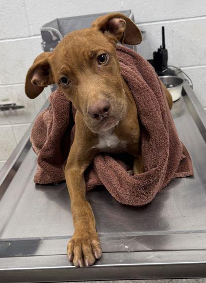 Rojo, Adopted, Puppy Male Pit Bull Terrier & Mixed Breed.