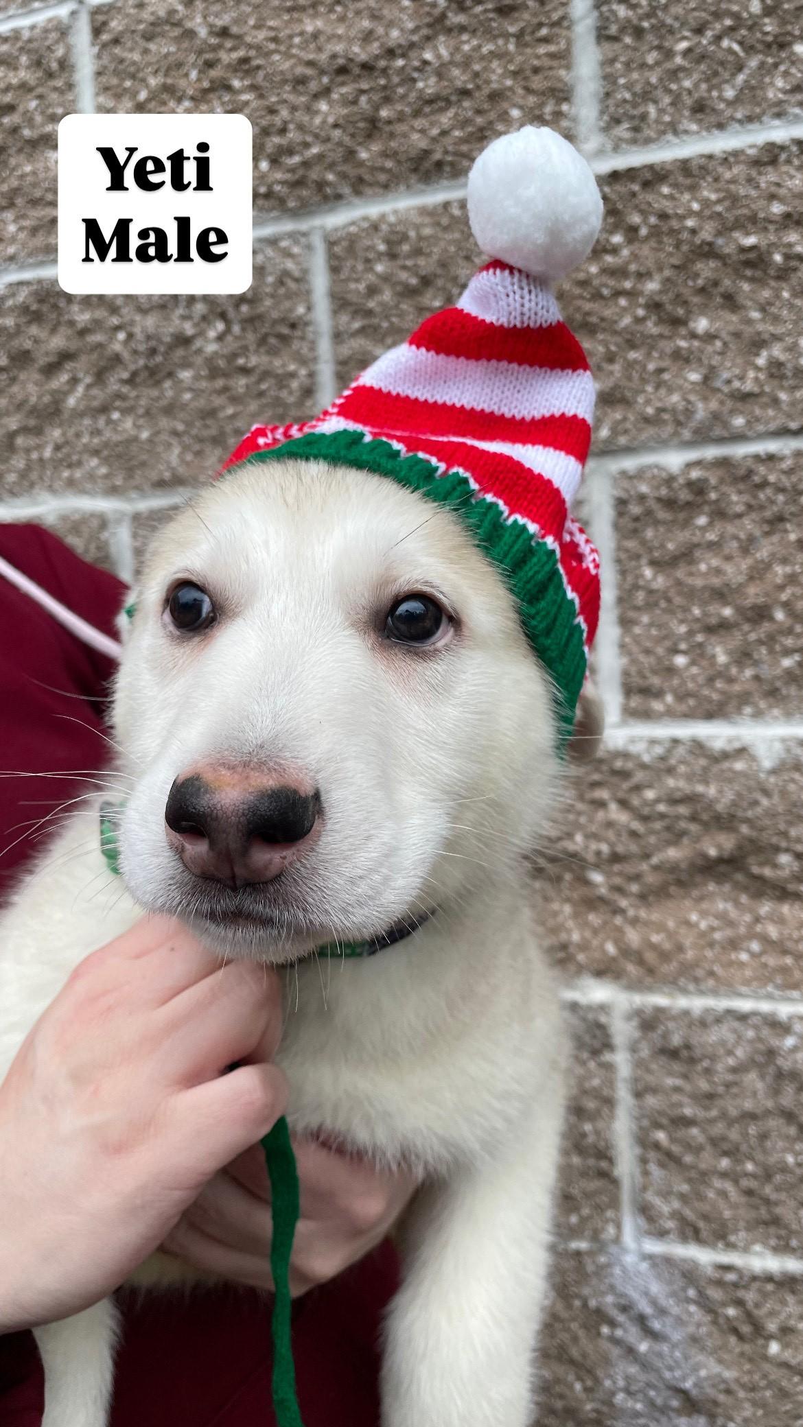 Husky Puppies!, Adoptable, Puppy Female Husky.
