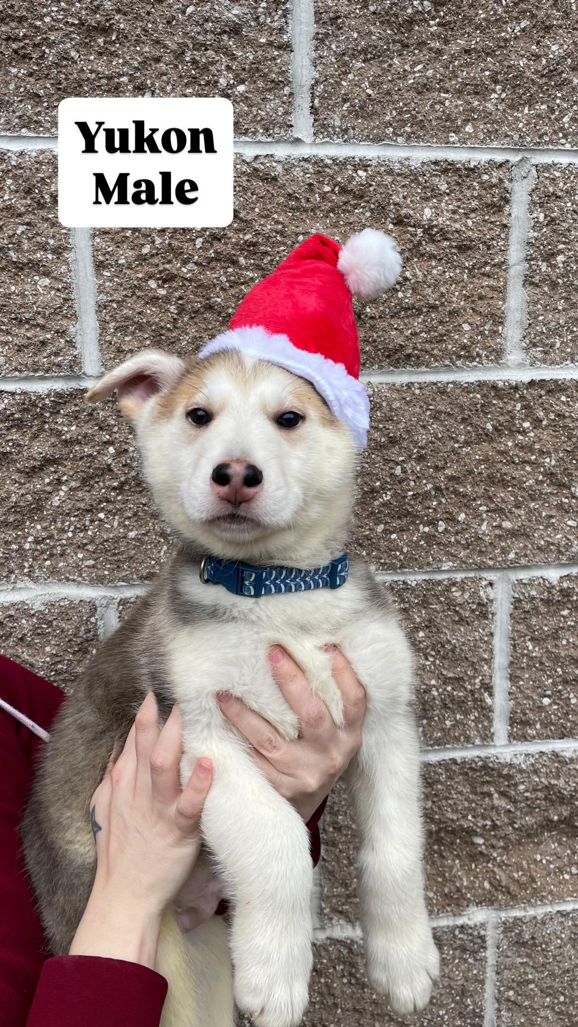 Husky Puppies!, a Adoptable Husky in Friday Harbor, WA image 2/6