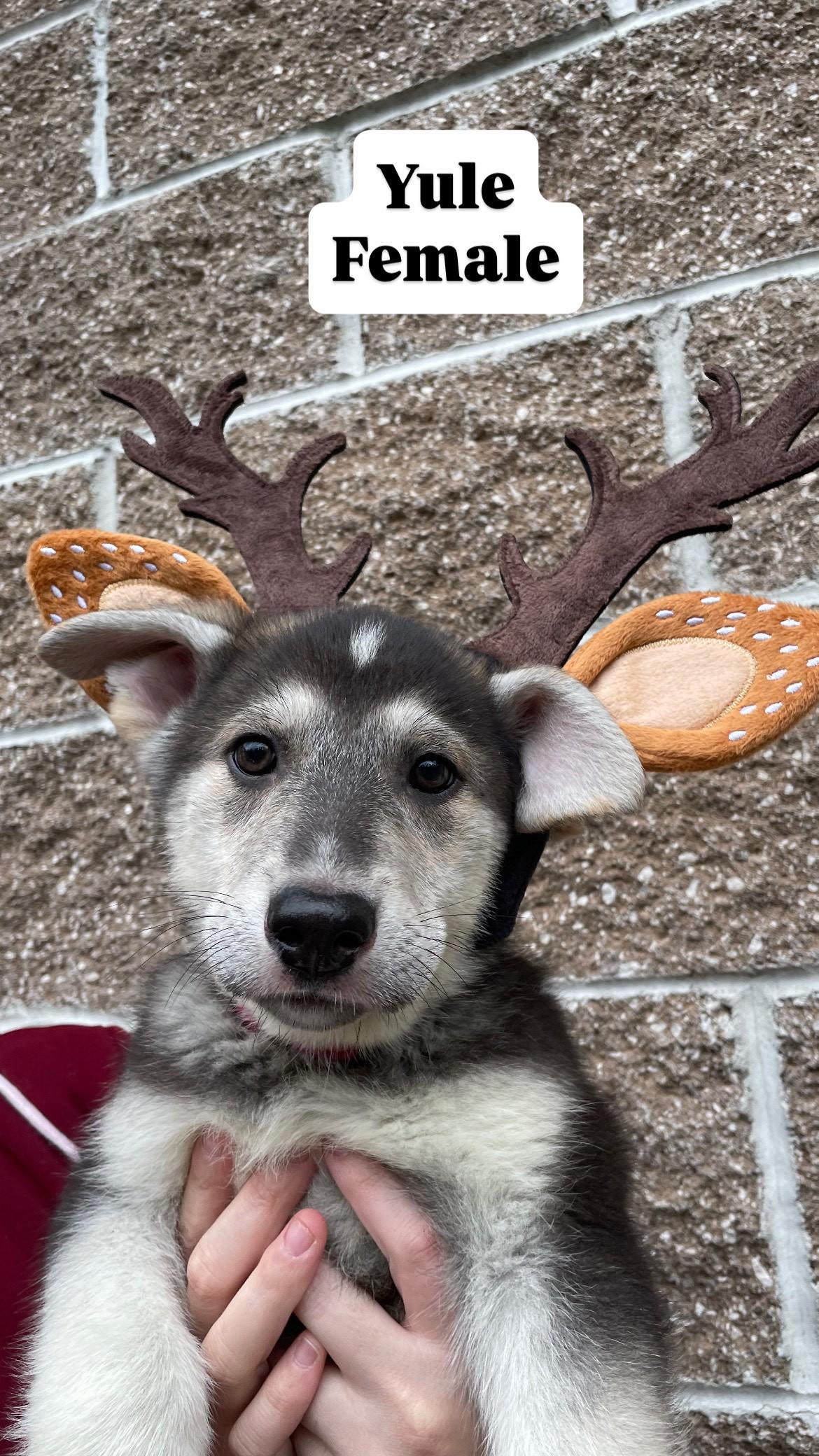 Husky Puppies!, a Adoptable Husky in Friday Harbor, WA image 3/6