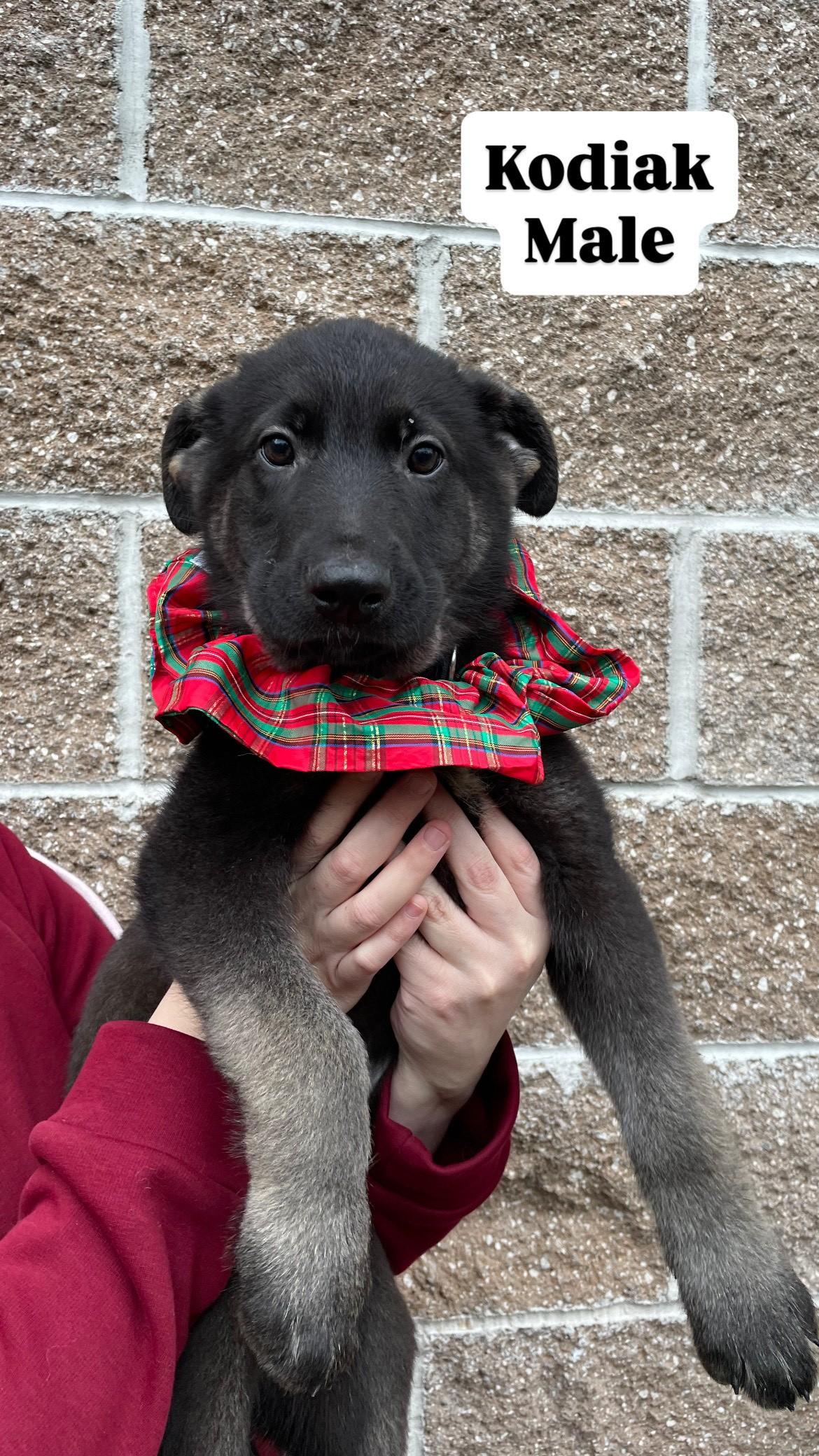 Husky Puppies!, a Adoptable Husky in Friday Harbor, WA image 4/6