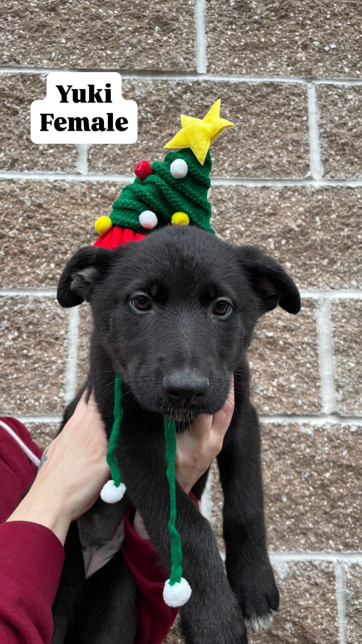Husky Puppies!, a Adoptable Husky in Friday Harbor, WA image 5/6
