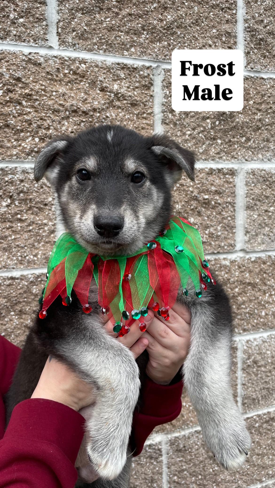 Husky Puppies!, a Adoptable Husky in Friday Harbor, WA image 6/6