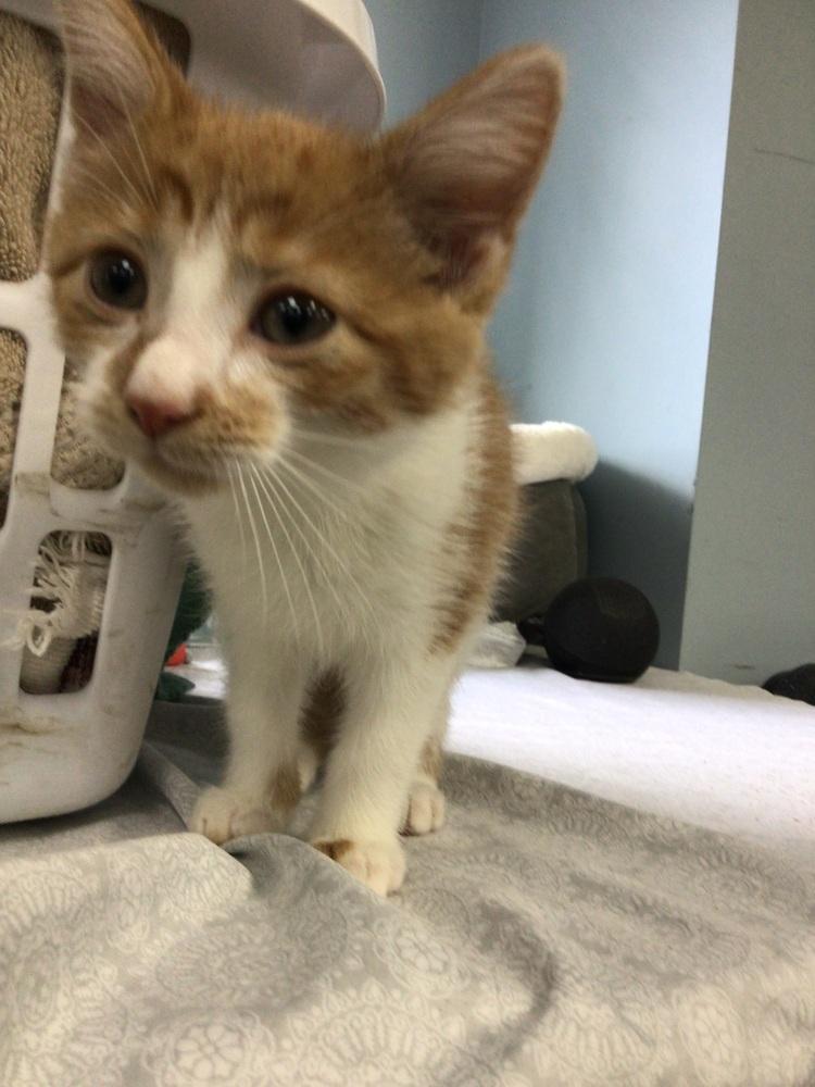 Nack, Adoptable, Kitten Male Domestic Short Hair.