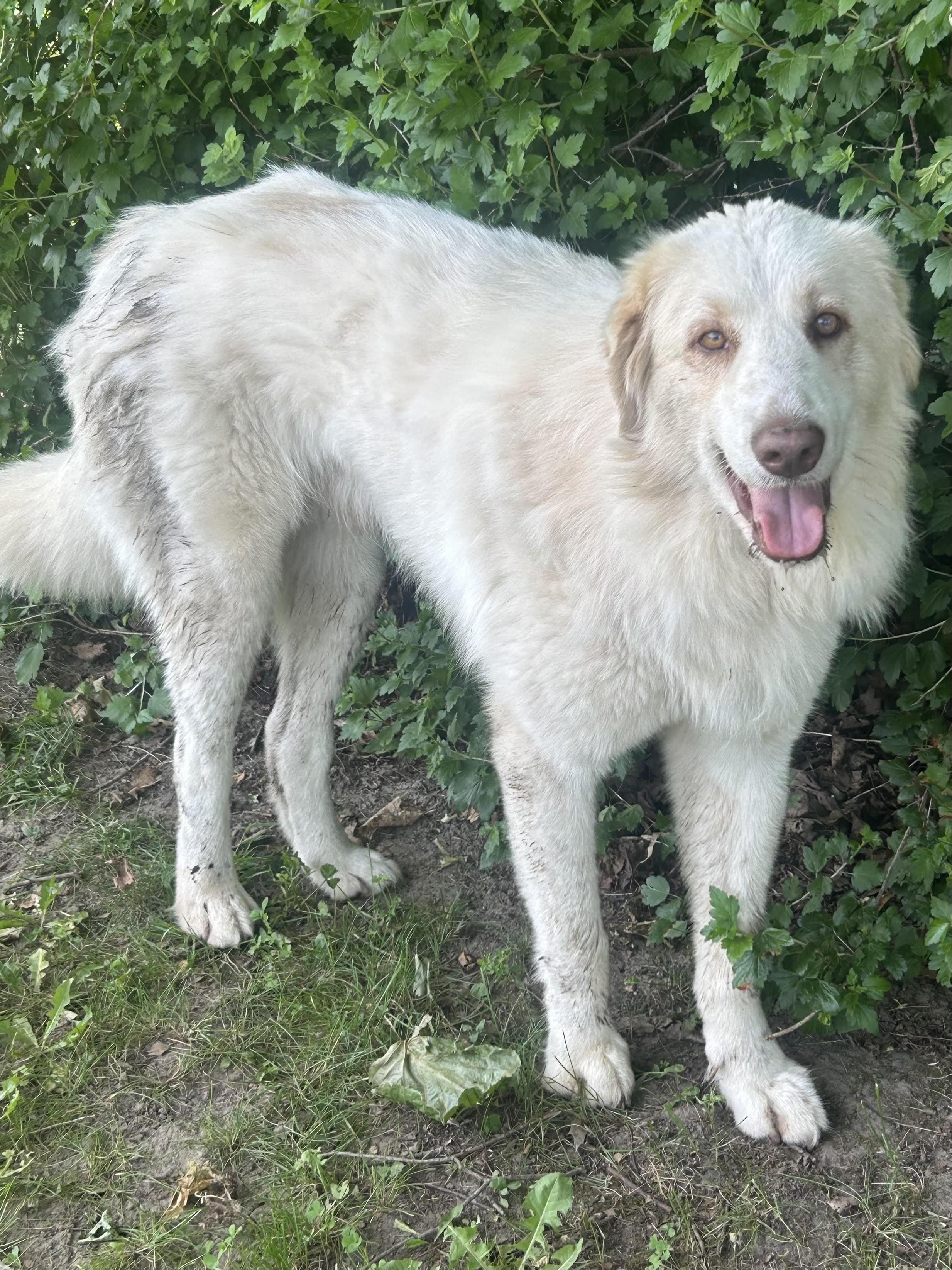 Willie, Adoptable, Young Male Great Pyrenees.