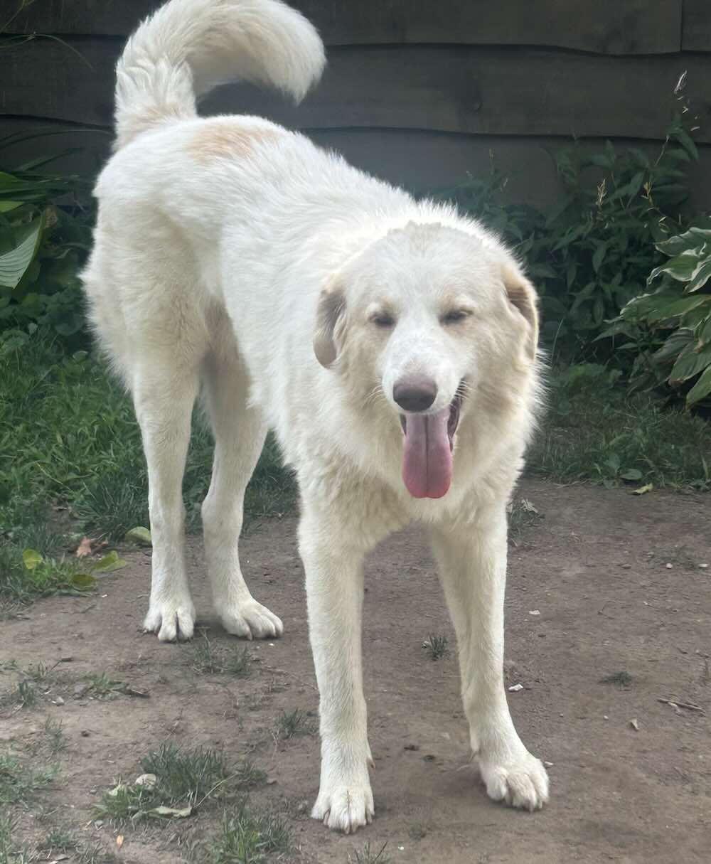 Enlarge Willie, a Adoptable mixed breed in Norwood, ON image 3/3
