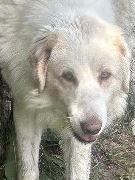 Enlarge Willie, a Adoptable mixed breed in Norwood, ON image 2/3