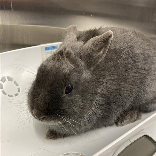 Enlarge Dusty, a ADOPTABLE Mini Rex in Prince Frederick, MD image 4/4