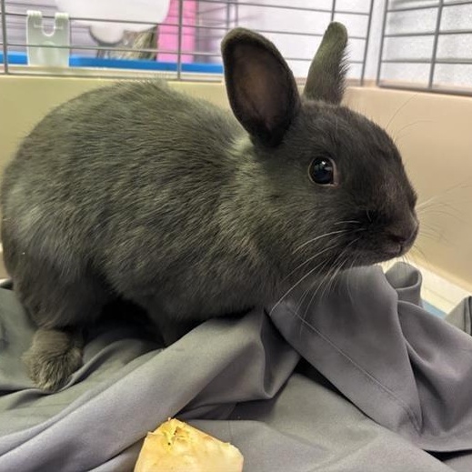 Enlarge Dusty, a ADOPTABLE Mini Rex in Prince Frederick, MD image 1/4