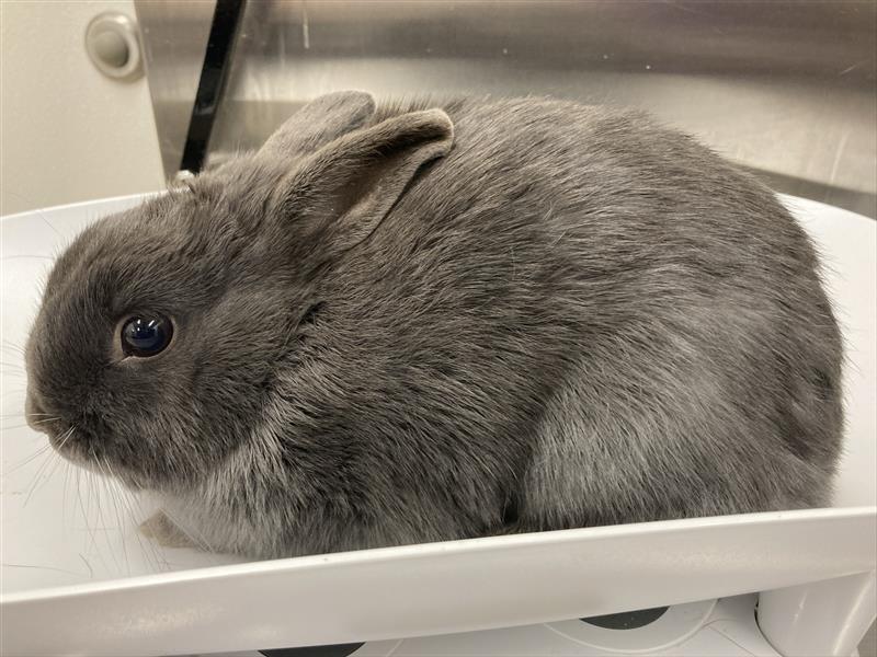 Enlarge Dusty, a ADOPTABLE Mini Rex in Prince Frederick, MD image 3/4