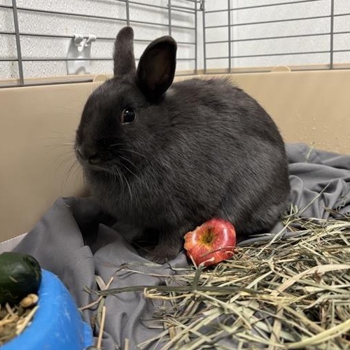 Enlarge Dusty, a ADOPTABLE Mini Rex in Prince Frederick, MD image 2/4