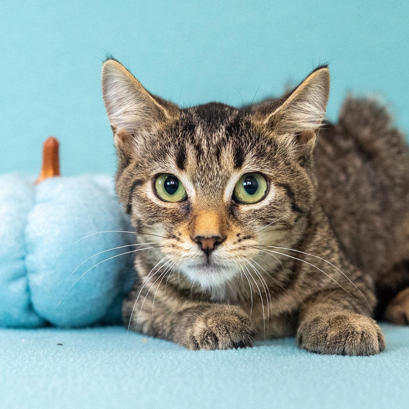 Millie, Adoptable, Kitten Female Domestic Short Hair & Tabby.